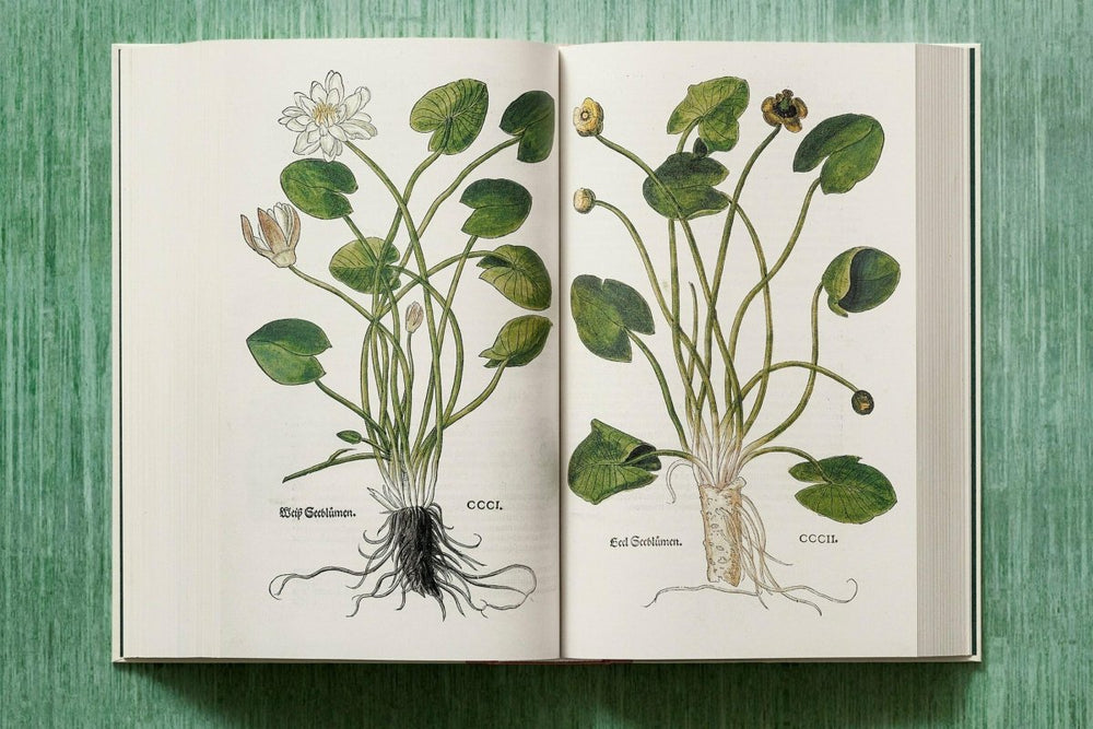 
                      
                        TASCHEN Leonhart Fuchs. The New Herbal (English) - lily & onyx
                      
                    