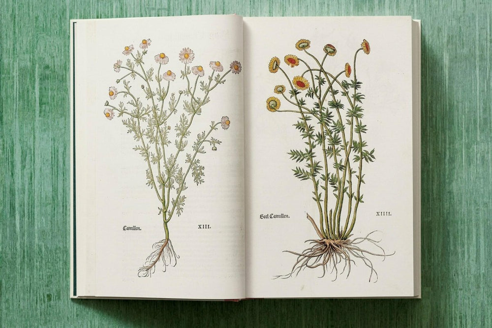 
                      
                        TASCHEN Leonhart Fuchs. The New Herbal (English) - lily & onyx
                      
                    