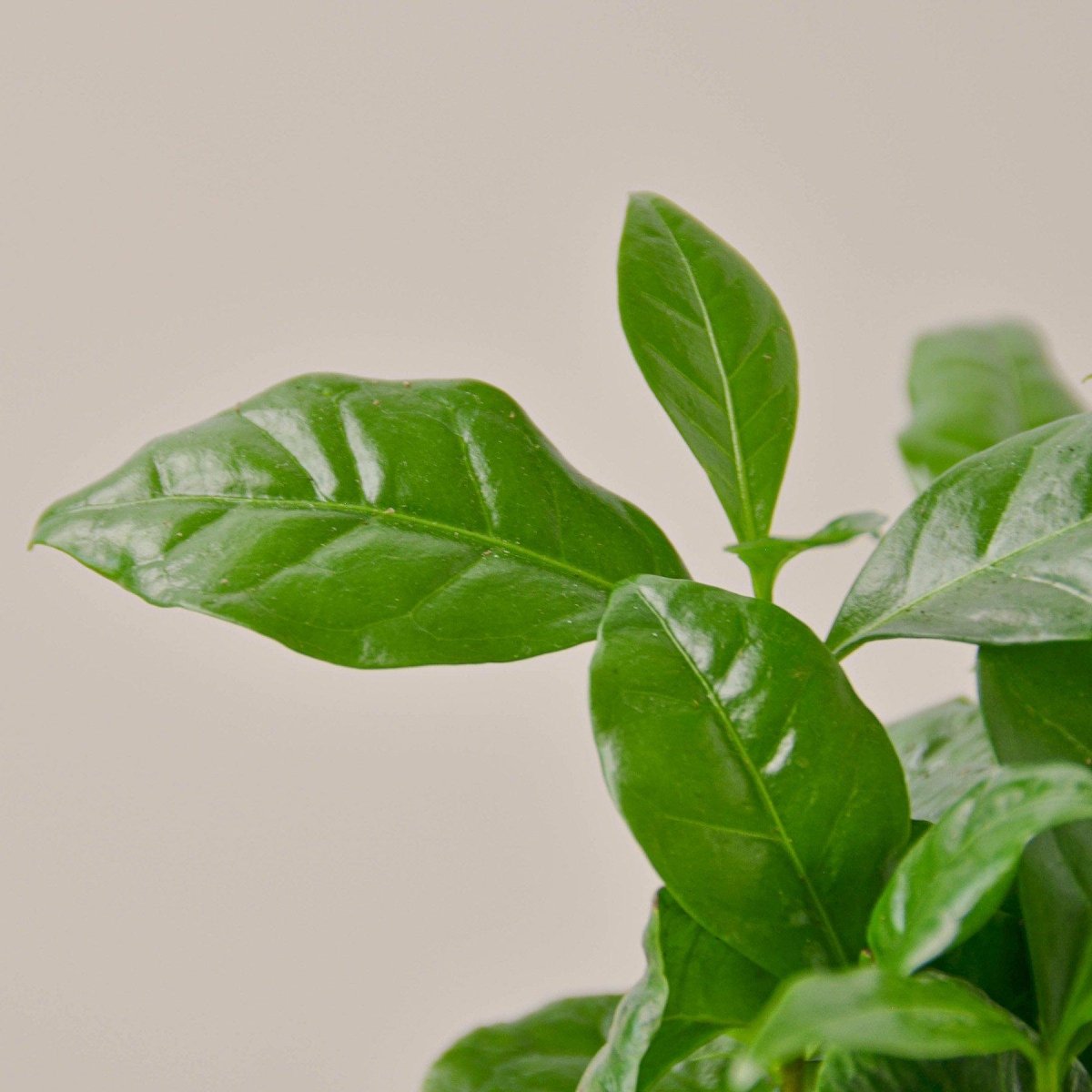 lily & onyx Arabica Coffee Plant - Grow Your Own Coffee Beans Indoors