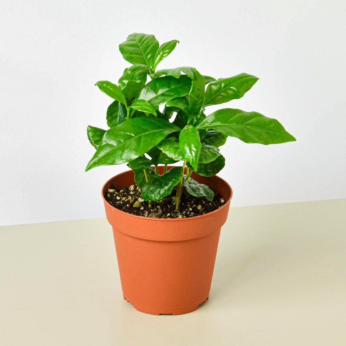 lily & onyx Arabica Coffee Plant - Grow Your Own Coffee Beans Indoors