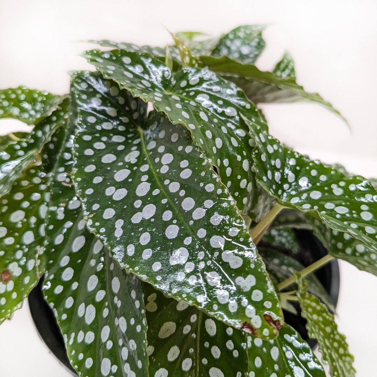 lily & onyx Begonia 'White Ice' Houseplant