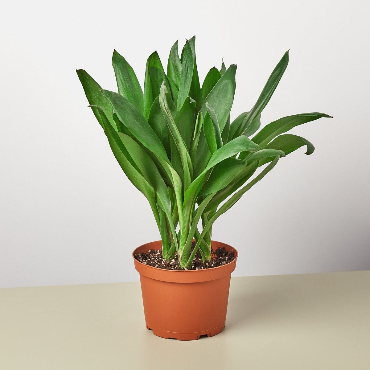 lily & onyx Cordyline Glauca - Deep Green Ti Plant with Purple New Growth