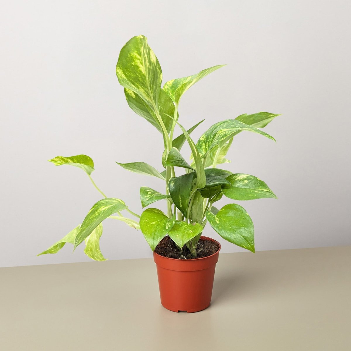 pothos purify air Pothos 'Golden' 3" Pot / Nursery Pot