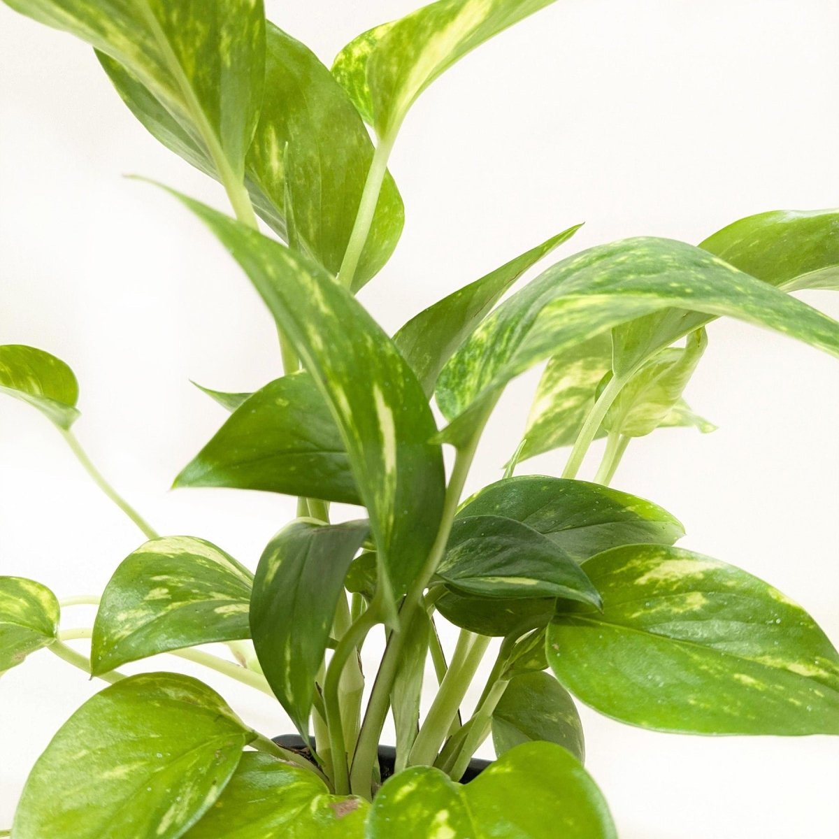 golden pothos good for air Pothos 'Golden' 3" Pot / Nursery Pot