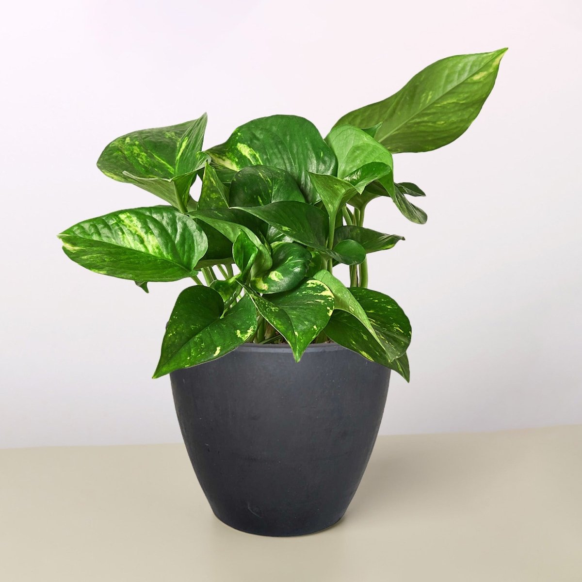 pothos purify air Golden Pothos Epipremnum aureum