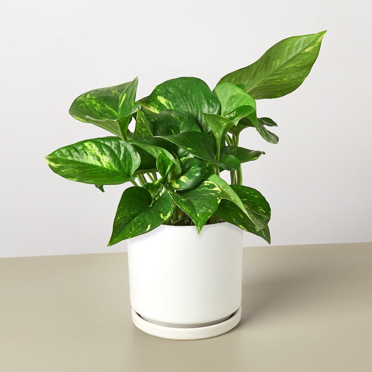 does pothos purify air Golden Pothos - Devil's Ivy Air Purifier