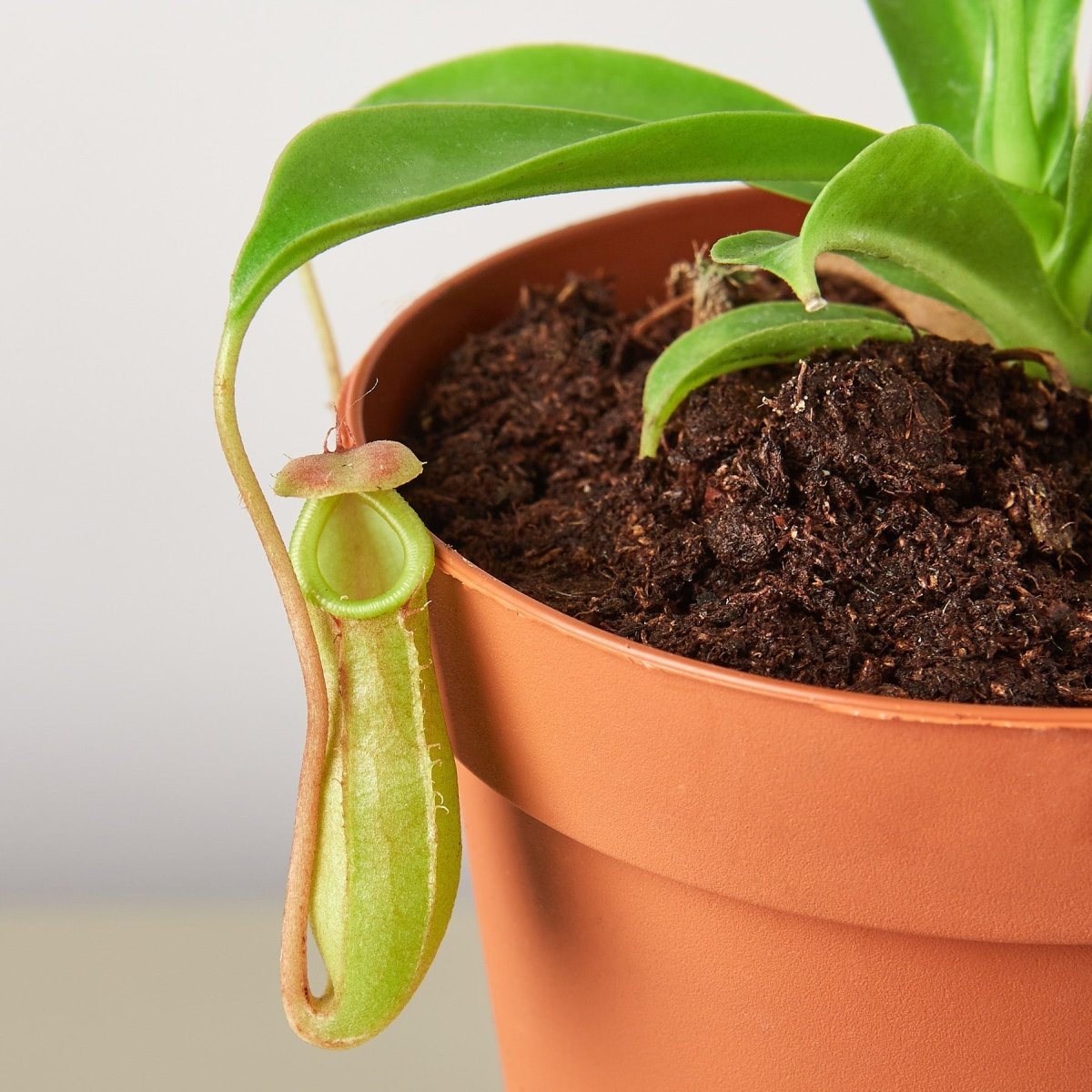 lily & onyx Live Nepenthes Pitcher Plant - Tropical Carnivorous Monkey Cup