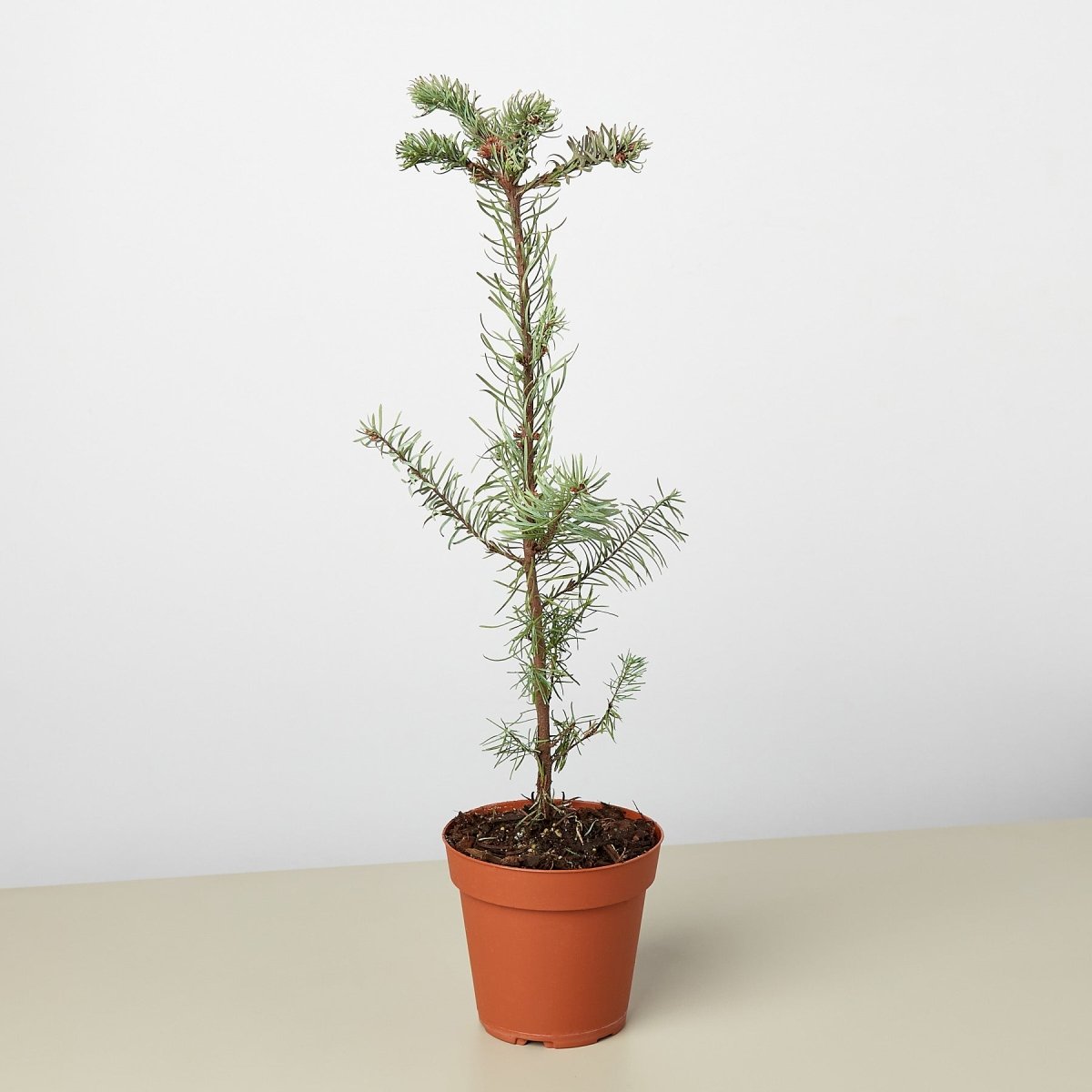 lily & onyx Live Noble Fir Tree 4" - Miniature Christmas Tree Houseplant