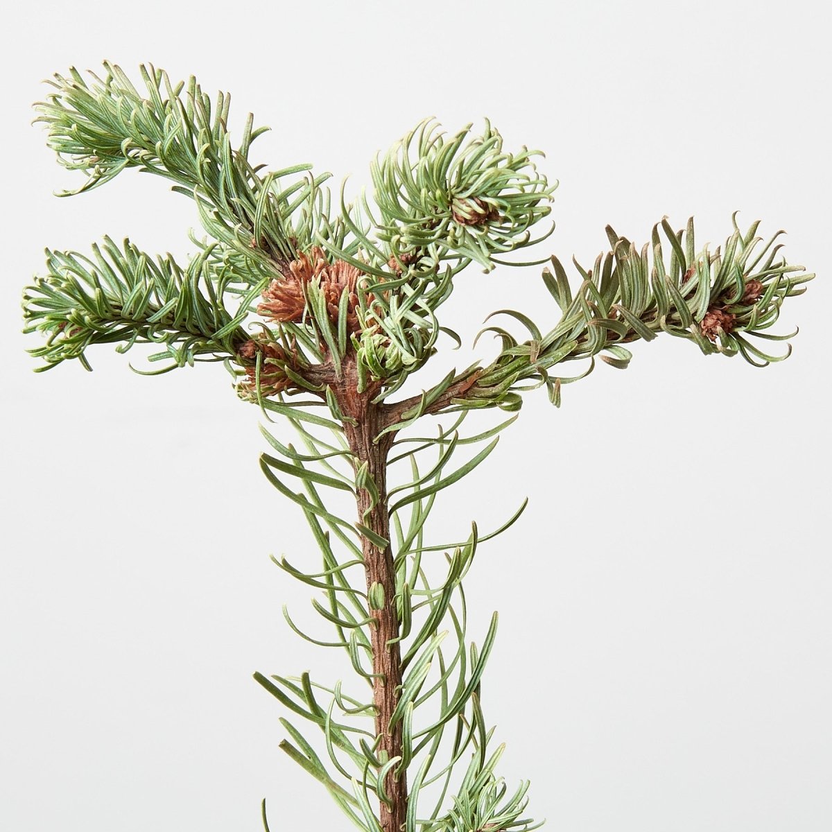 lily & onyx Live Noble Fir Tree 4" - Miniature Christmas Tree Houseplant