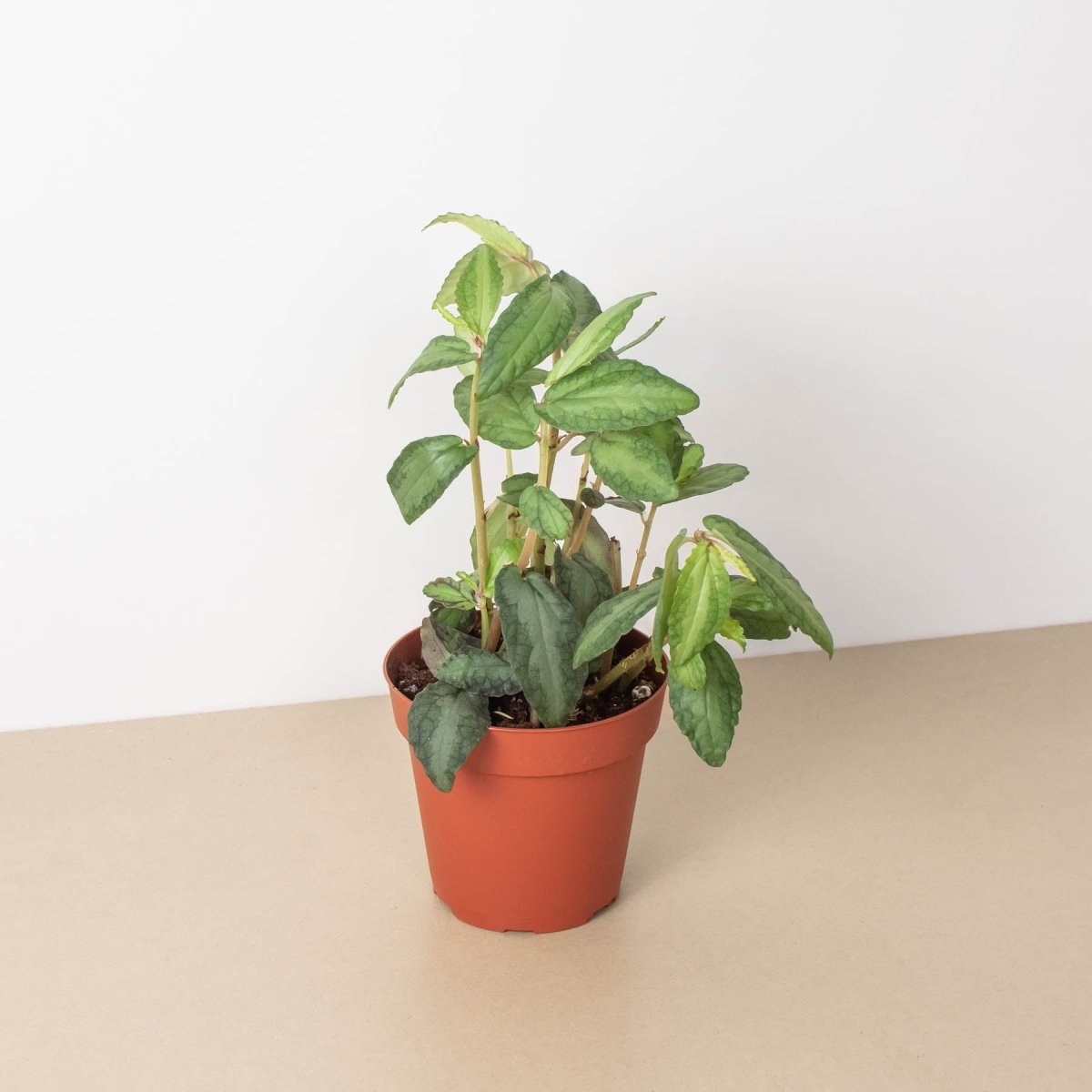lily & onyx Pellionia Daveauana Rainbow Vine - Trailing Houseplant