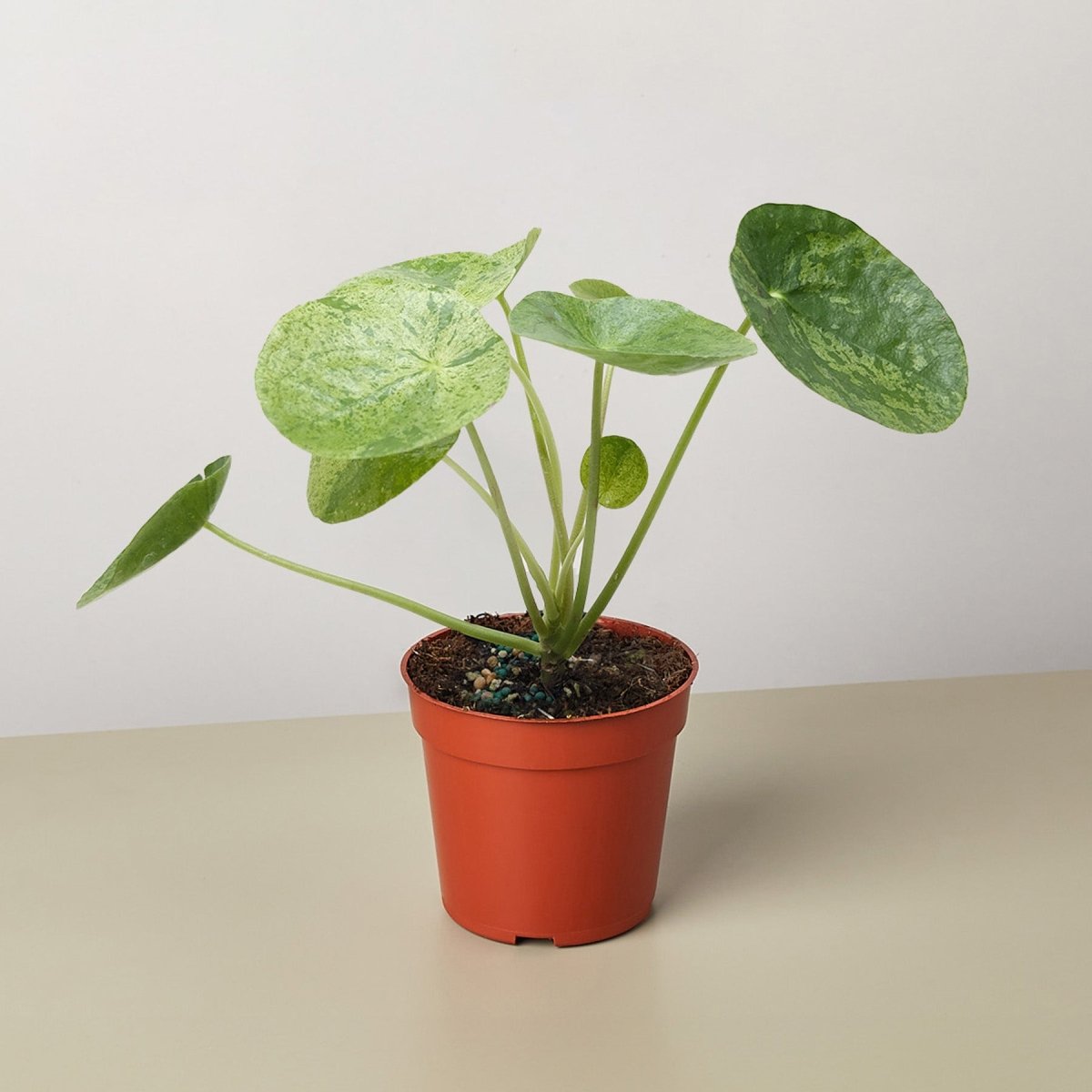 lily & onyx Pilea 'Mojito' - Variegated Aluminum Plant with Silver Foliage