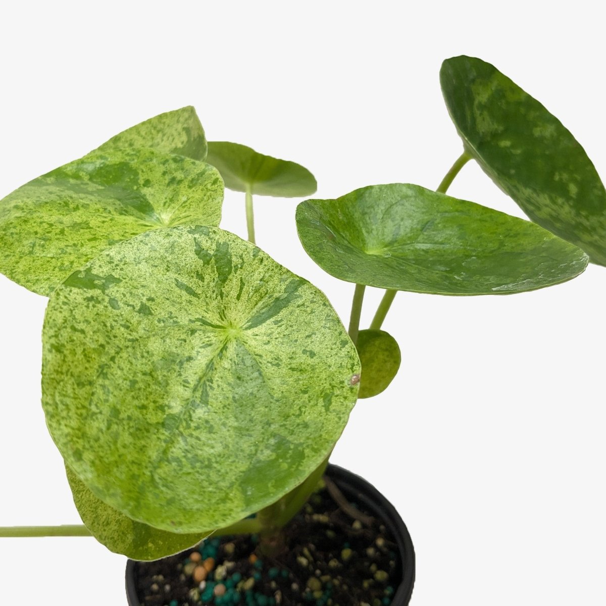 lily & onyx Pilea 'Mojito' - Variegated Aluminum Plant with Silver Foliage