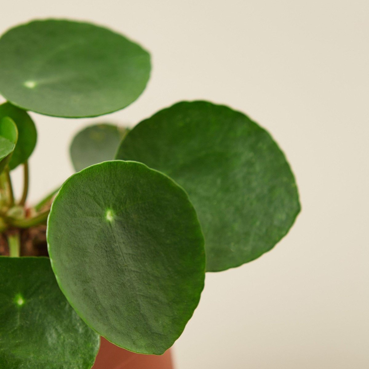 lily & onyx Pilea Peperomioides Chinese Money Plant - Friendship Plant