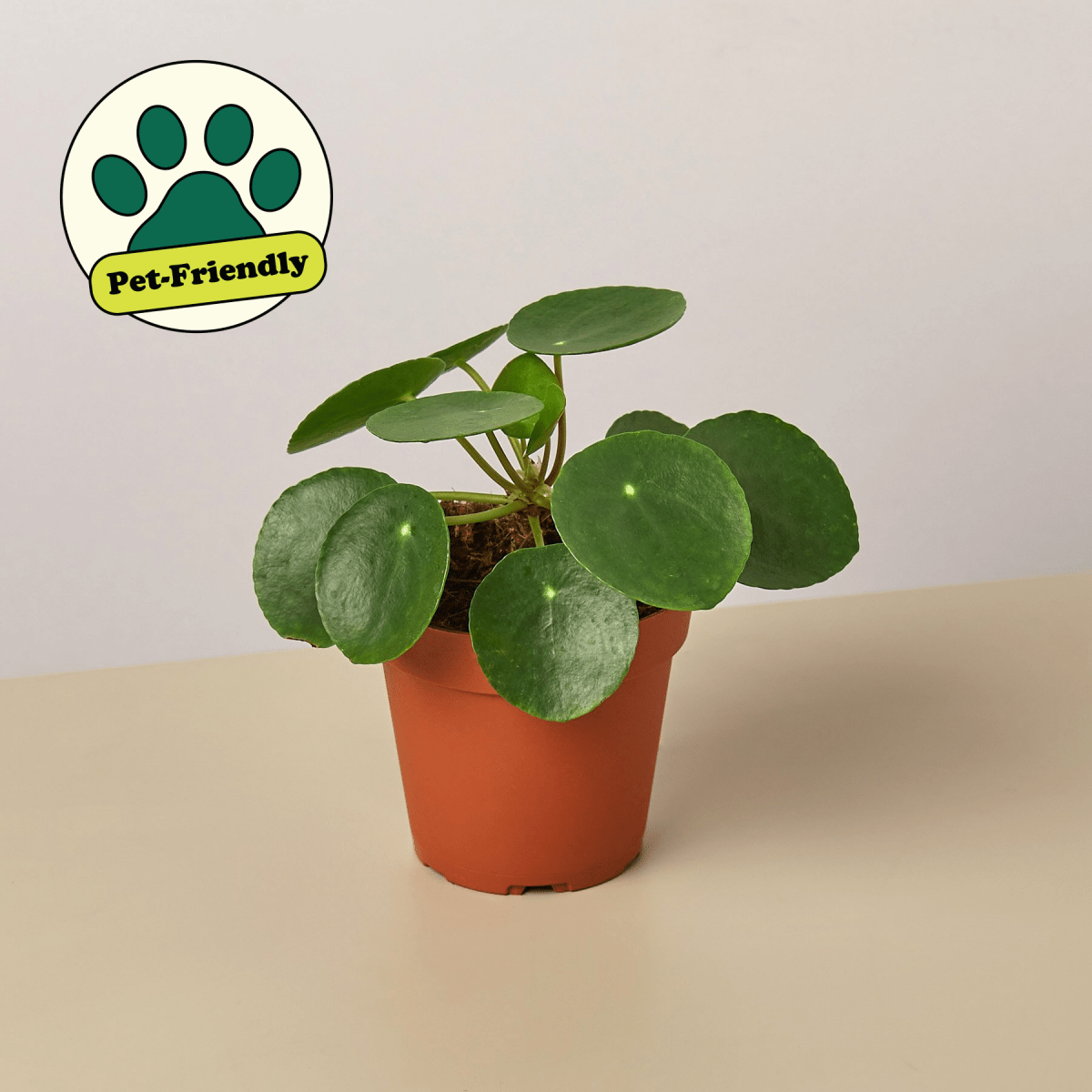 lily & onyx Pilea Peperomioides Chinese Money Plant - Friendship Plant