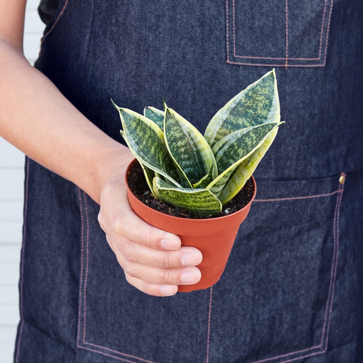 lily & onyx Snake Plant Laurentii Dwarf - Air Purifying Indoor Plant