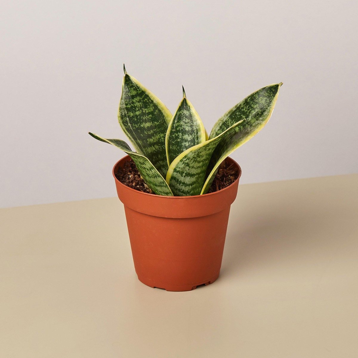 lily & onyx Snake Plant Laurentii Dwarf - Air Purifying Indoor Plant