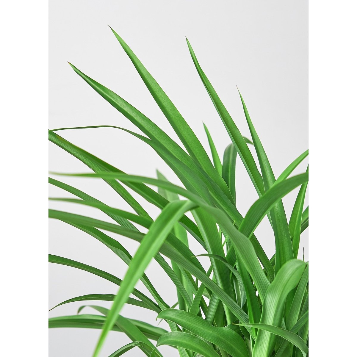 lily & onyx Spider Plant Green (Chlorophytum) - Air Purifying Houseplant