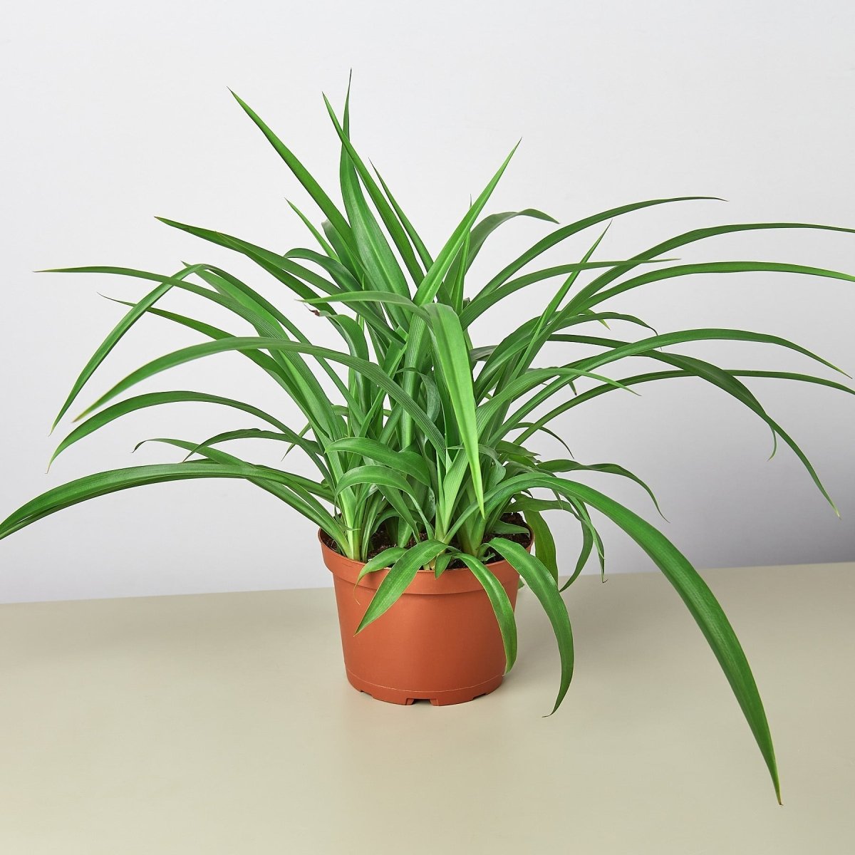 lily & onyx Spider Plant Green (Chlorophytum) - Air Purifying Houseplant