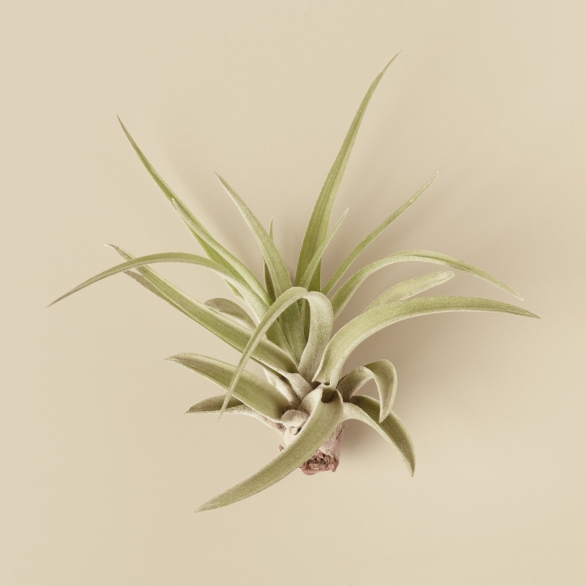 lily & onyx Tillandsia Velutina Air Plants - 10 Pack Flowering Epiphytic Bundle