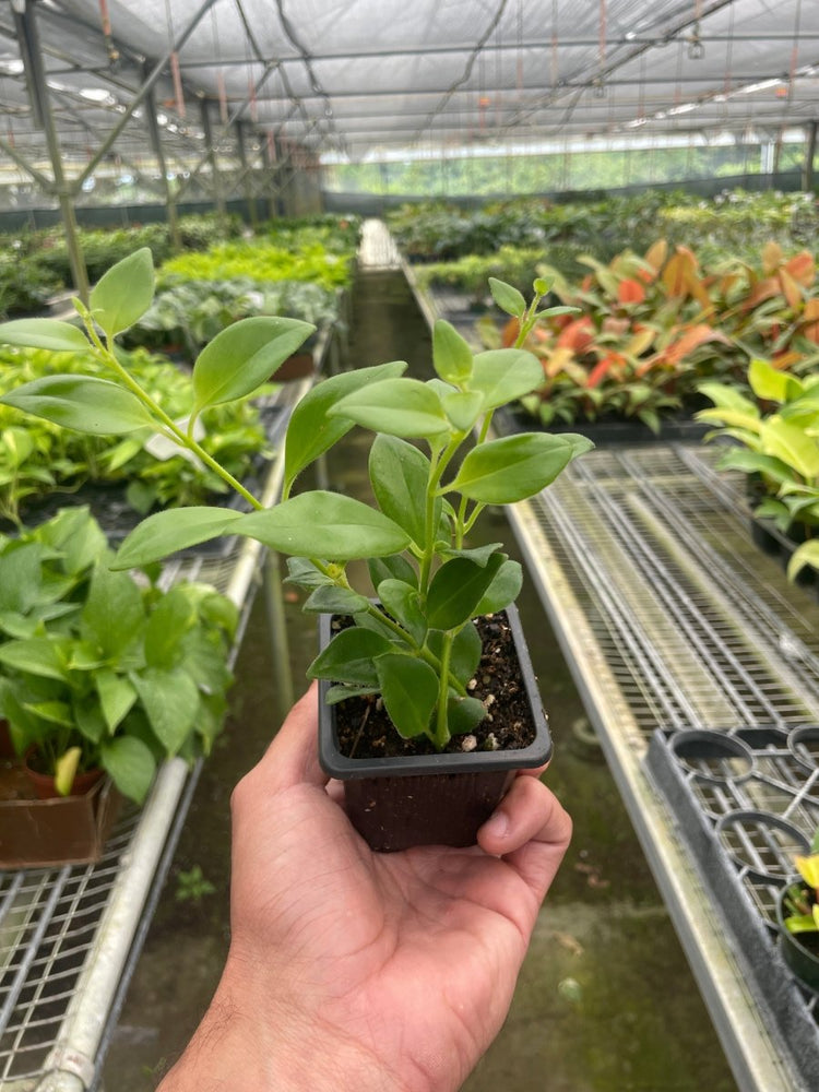 
                      
                        lily & onyx Lipstick Plant - lily & onyx
                      
                    