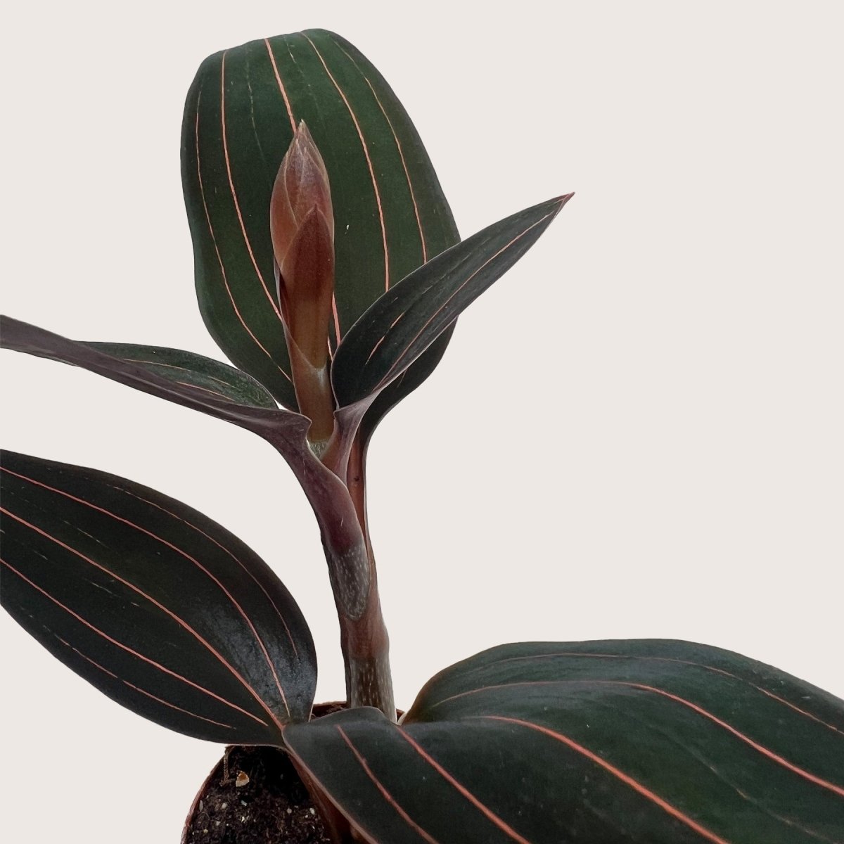 lily & onyx Ludisia Discolor Houseplant