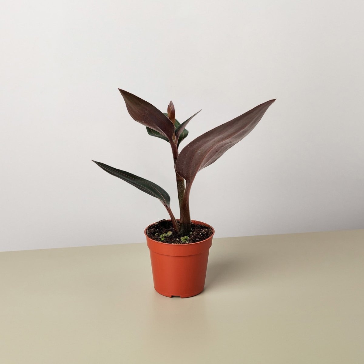 lily & onyx Ludisia Discolor Houseplant