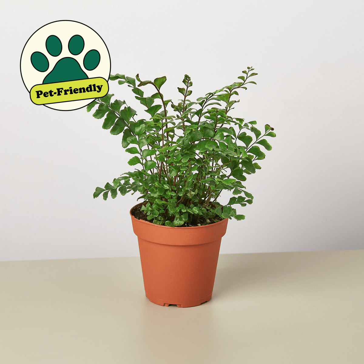 lily & onyx Mahogany Fern Houseplant