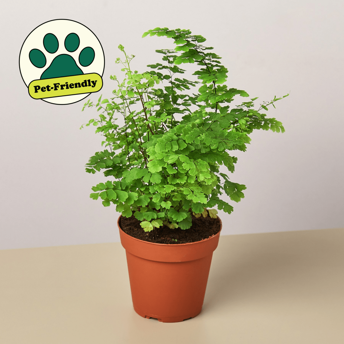 lily & onyx Maidenhair Fern Houseplant