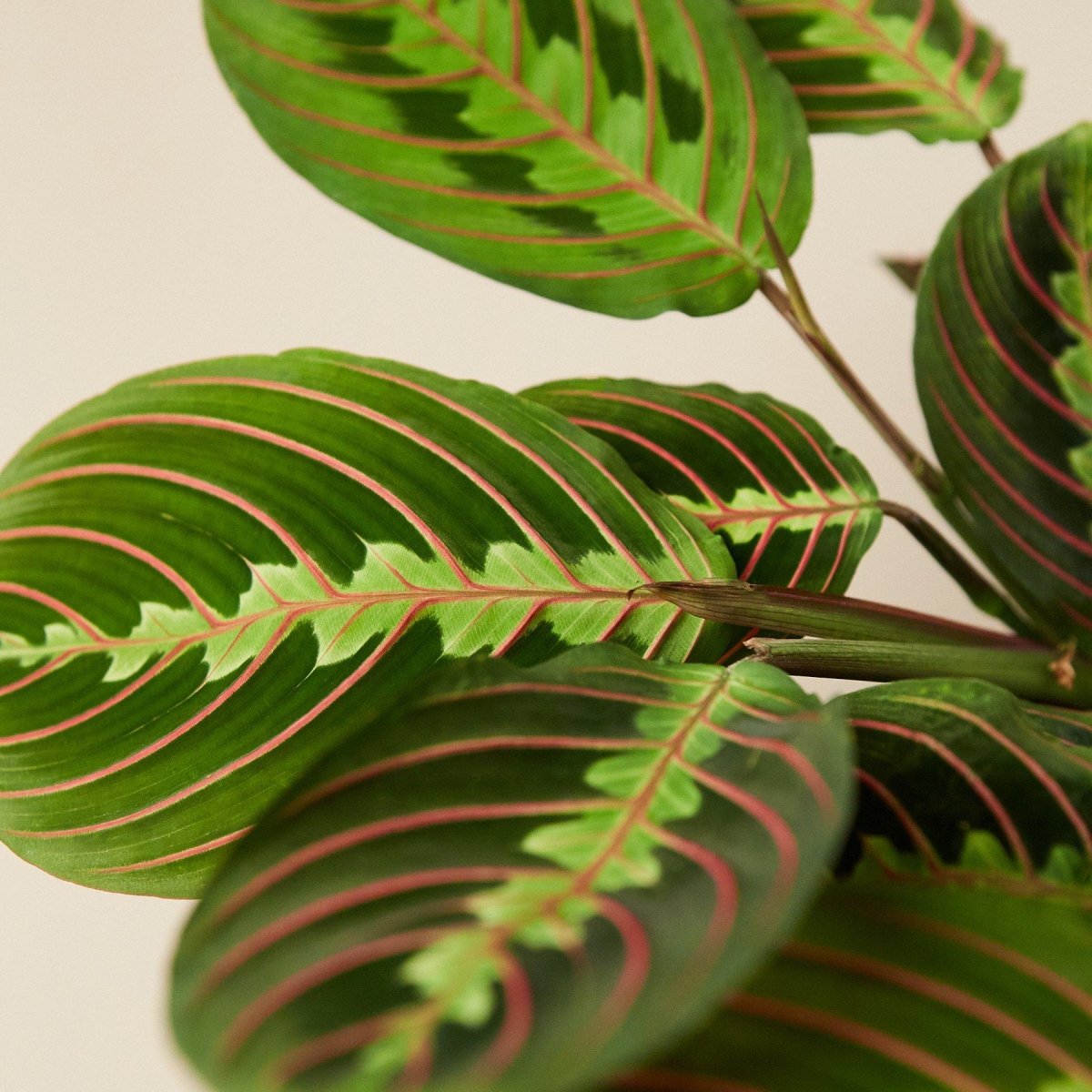 lily & onyx Maranta 'Red Prayer' Houseplant