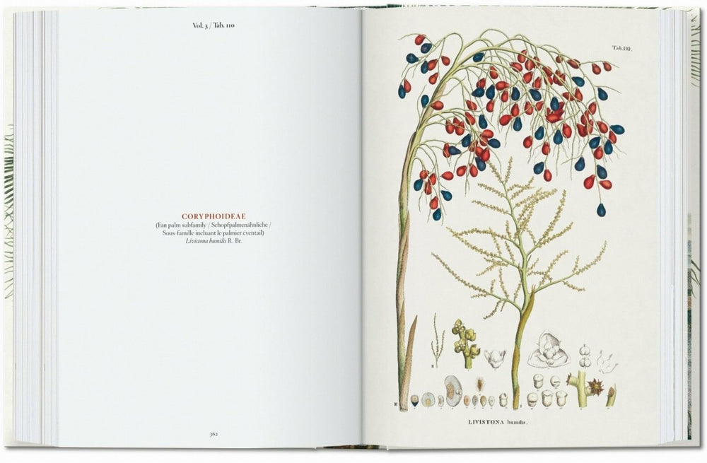 
                      
                        TASCHEN Martius. The Book of Palms. 40th Ed. (German, French, English) - lily & onyx
                      
                    