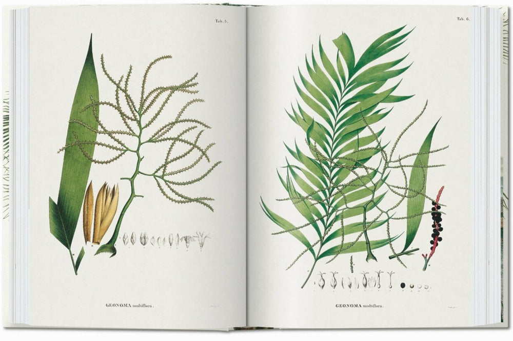 
                      
                        TASCHEN Martius. The Book of Palms. 40th Ed. (German, French, English) - lily & onyx
                      
                    