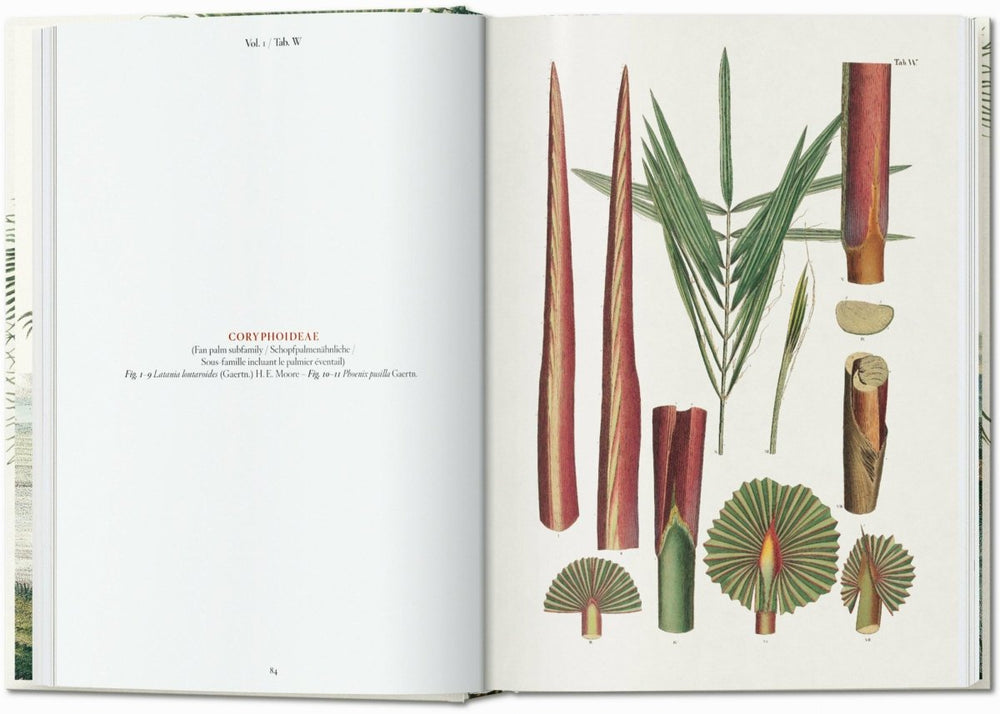 
                      
                        TASCHEN Martius. The Book of Palms. 40th Ed. (German, French, English) - lily & onyx
                      
                    