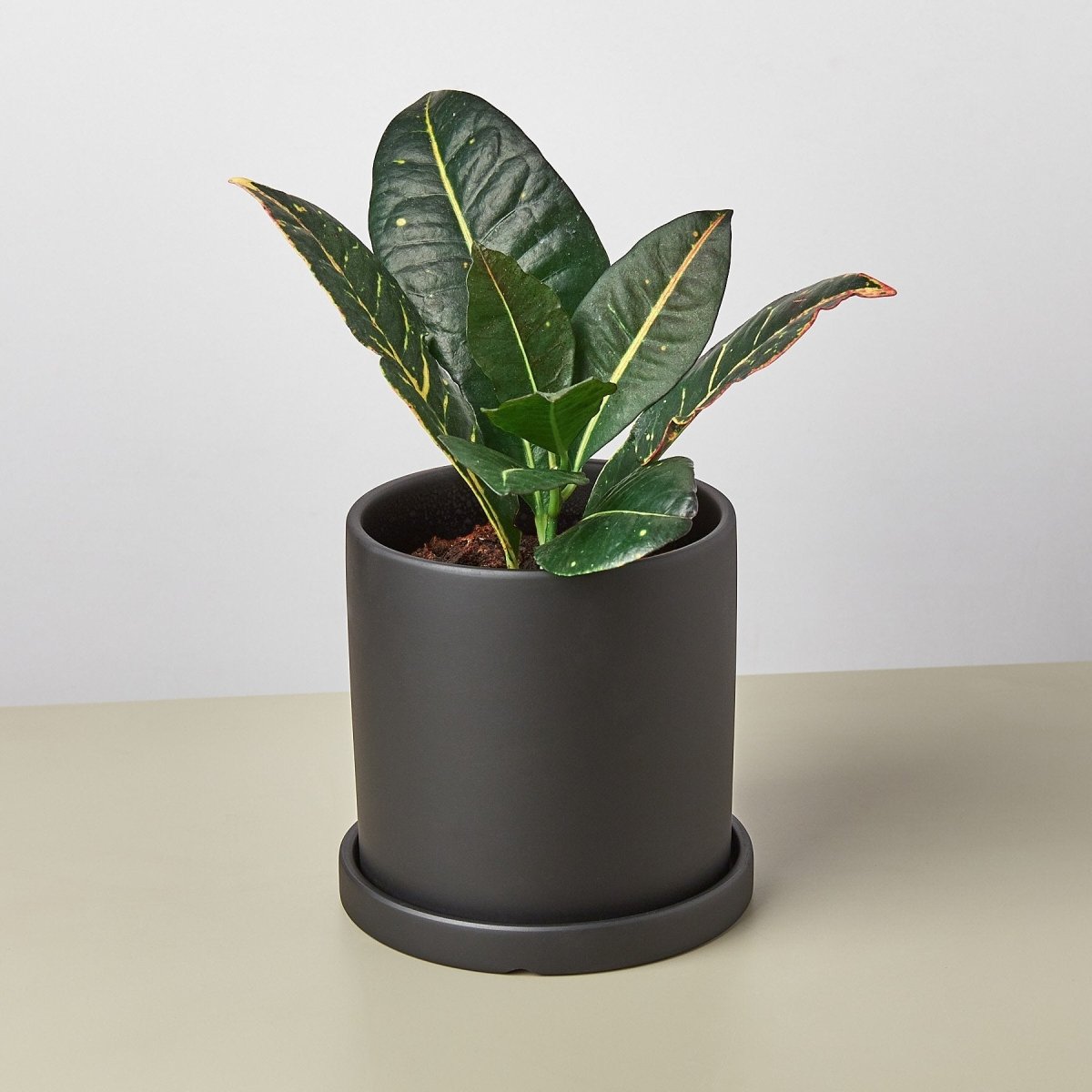 lily & onyx Matte Finish Cylinder Plant Pot with Saucer