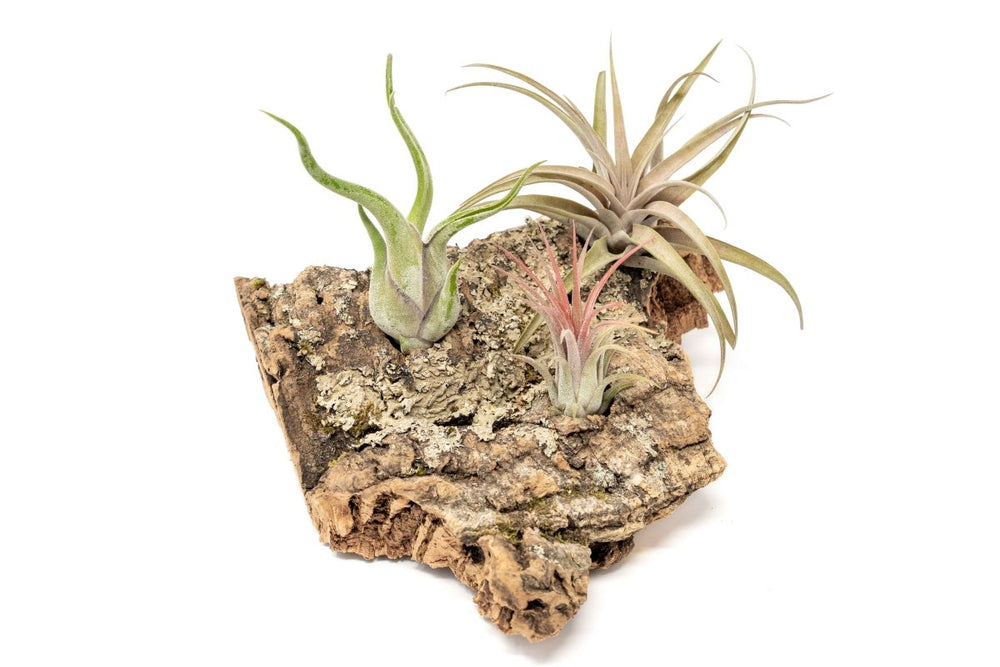 Air Plant Supply Co. Medium Tabletop Cork Bark Display with 3 Tillandsia Air Plants - lily & onyx