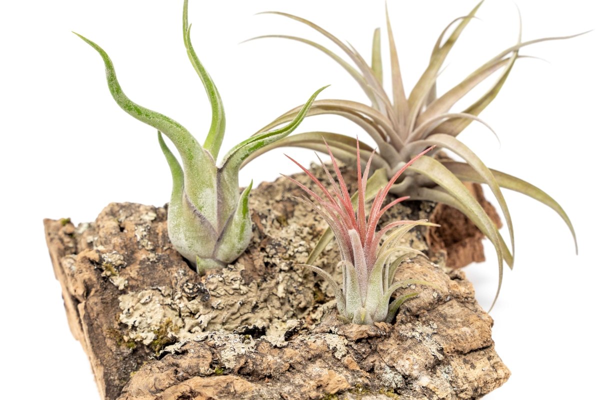 Air Plant Supply Co. Medium Tabletop Cork Bark Display with 3 Tillandsia Air Plants - lily & onyx