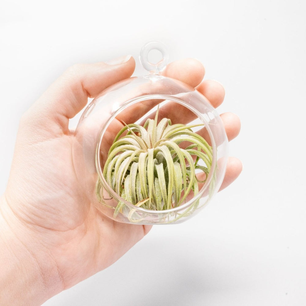 Air Plant Supply Co. Mini Hanging Flat Bottom Glass Terrarium - lily & onyx