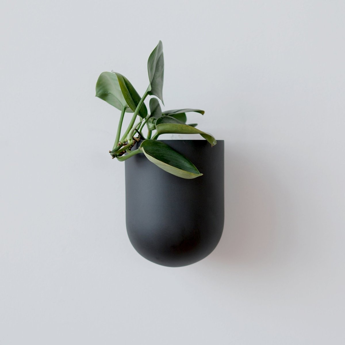 Misewell Bender Wall Planter | Handcrafted Ceramic Indoor & Outdoor Planter