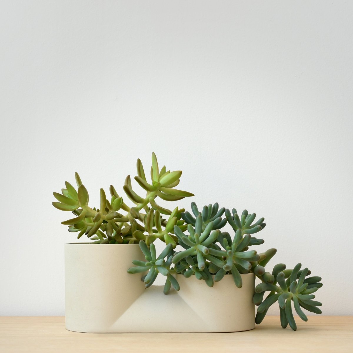 Misewell Handmade Double Ceramic Planter - Milwaukee Made Indoor Planter