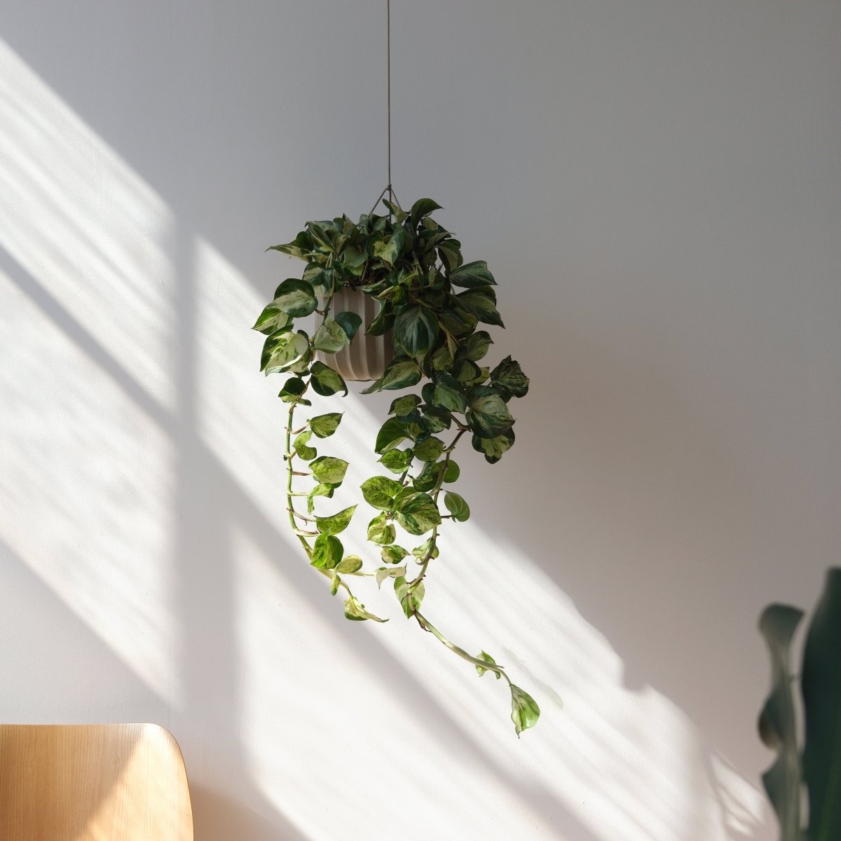 Misewell Wrap Planter Hanging Kit | Paracord & Titanium Plant Hanger for Misewell Wrap Planters