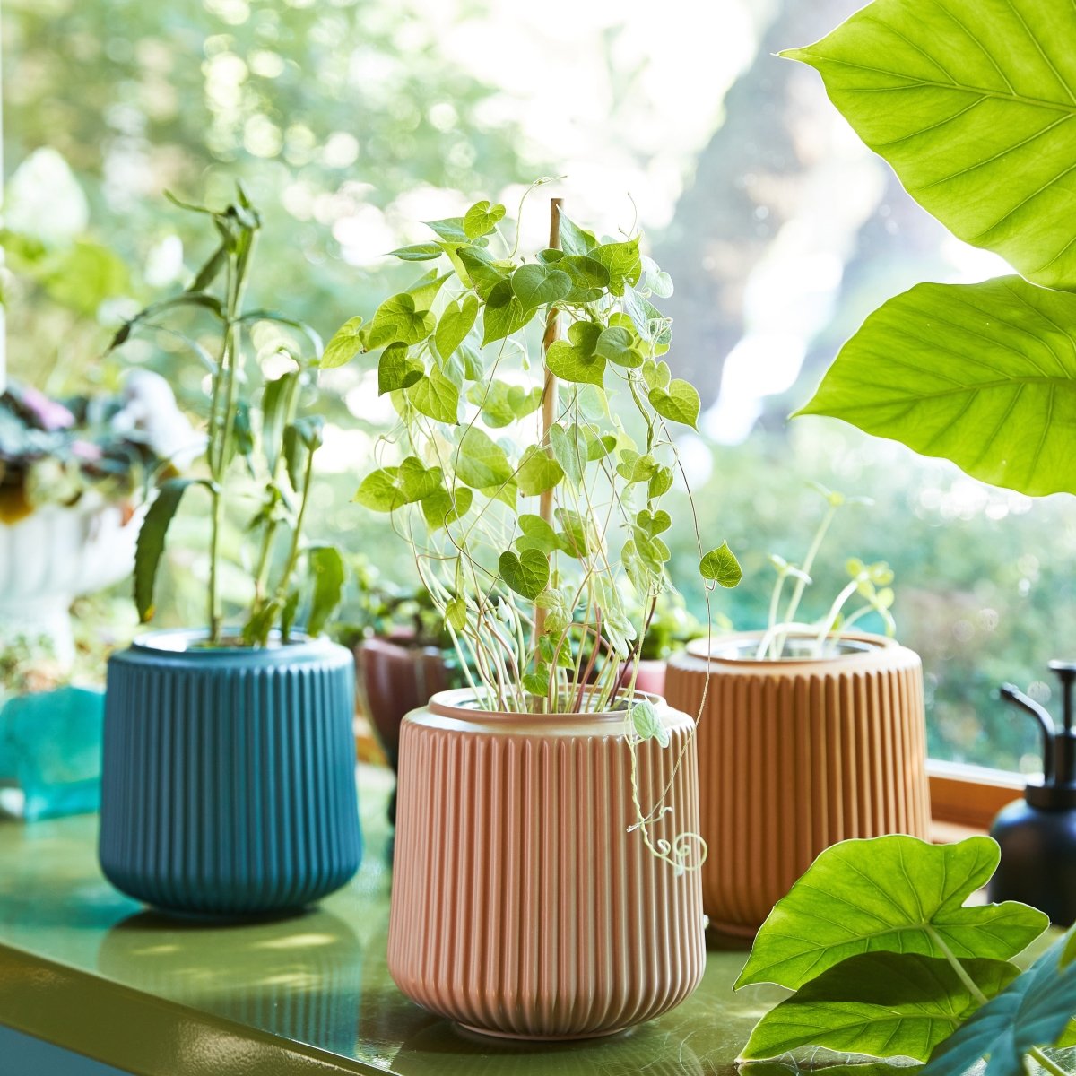 Modern Sprout Flower Hydroponic Grow Kits