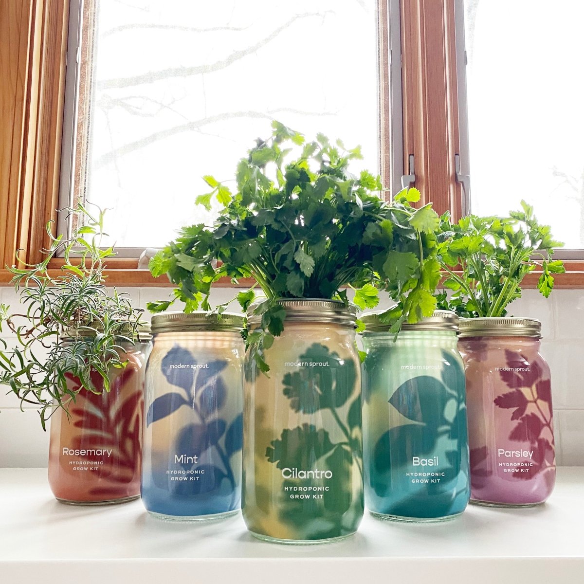 Modern Sprout Garden Jars - Organic Herbs Grow Kits