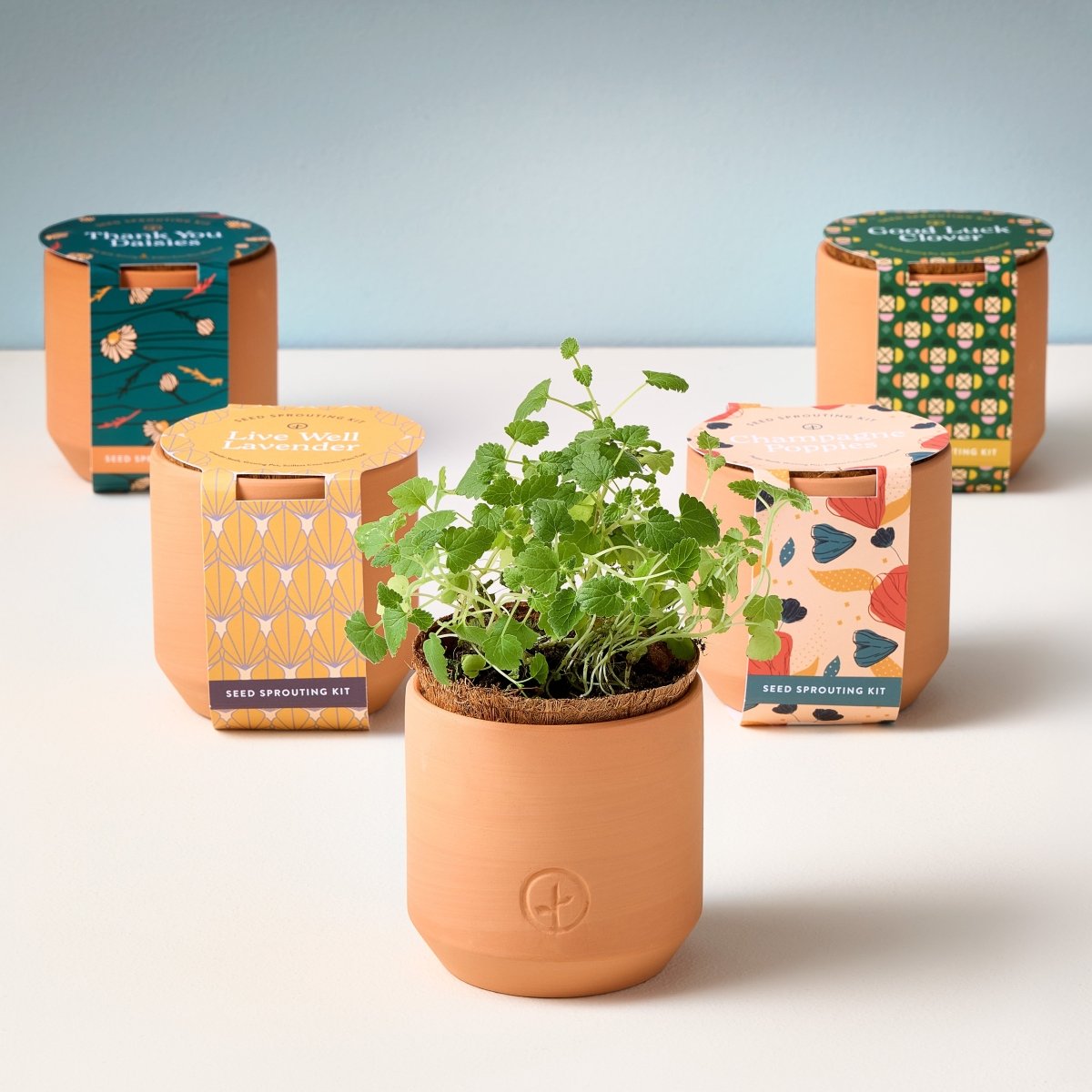 Modern Sprout Mini Terracotta Grow Kit - Complete Indoor Herb Starter Set