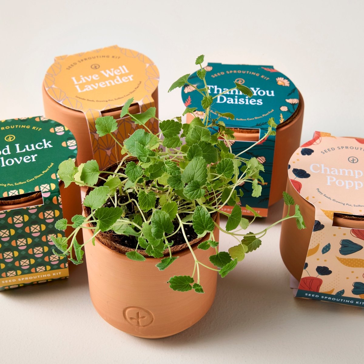 Modern Sprout Mini Terracotta Grow Kit - Complete Indoor Herb Starter Set