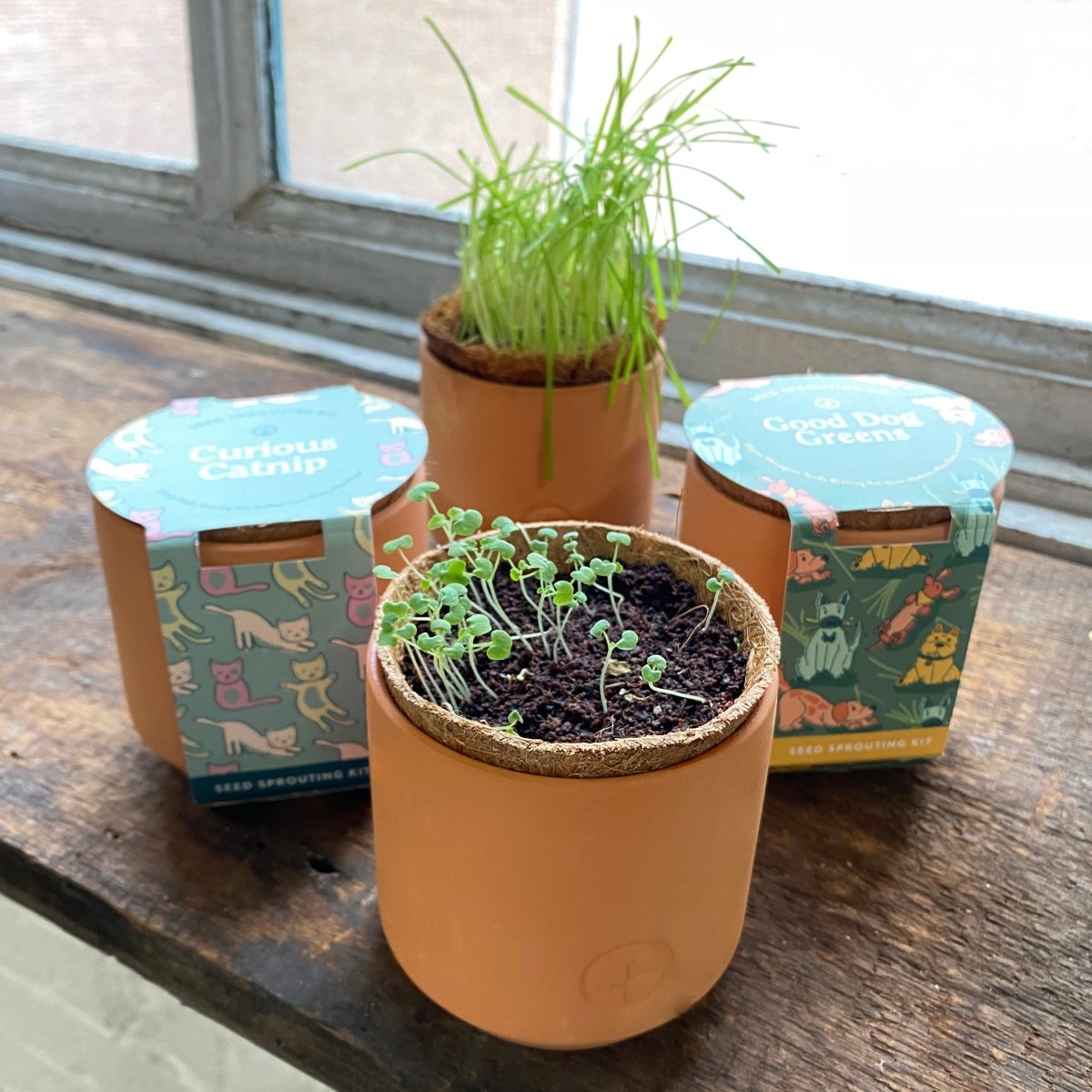 Modern Sprout Modern Sprout Pet Terracotta Grow Kit - Wheatgrass & Catnip