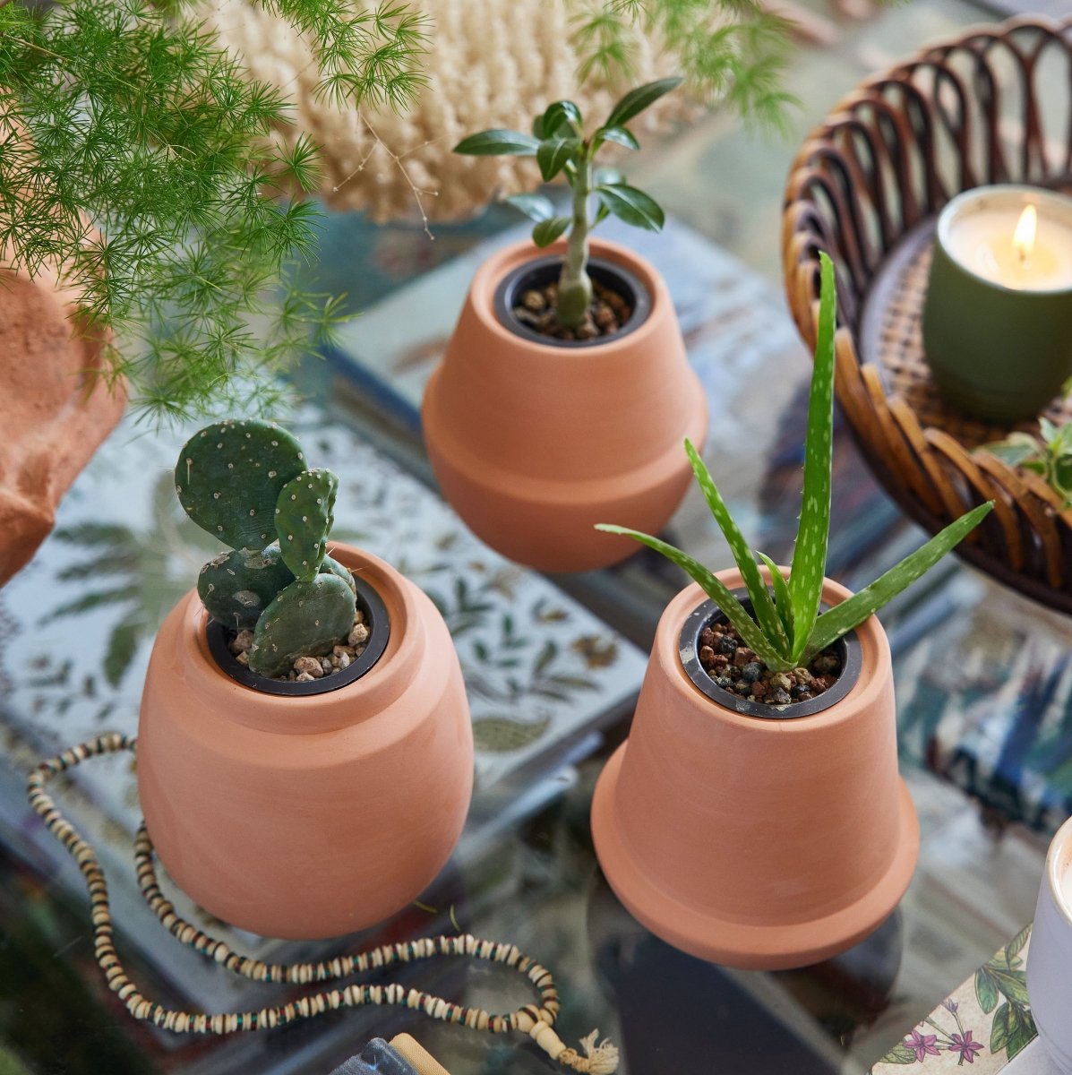 Modern Sprout Modern Terracotta Grow Kits - Indoor Succulent & Cactus Garden Set