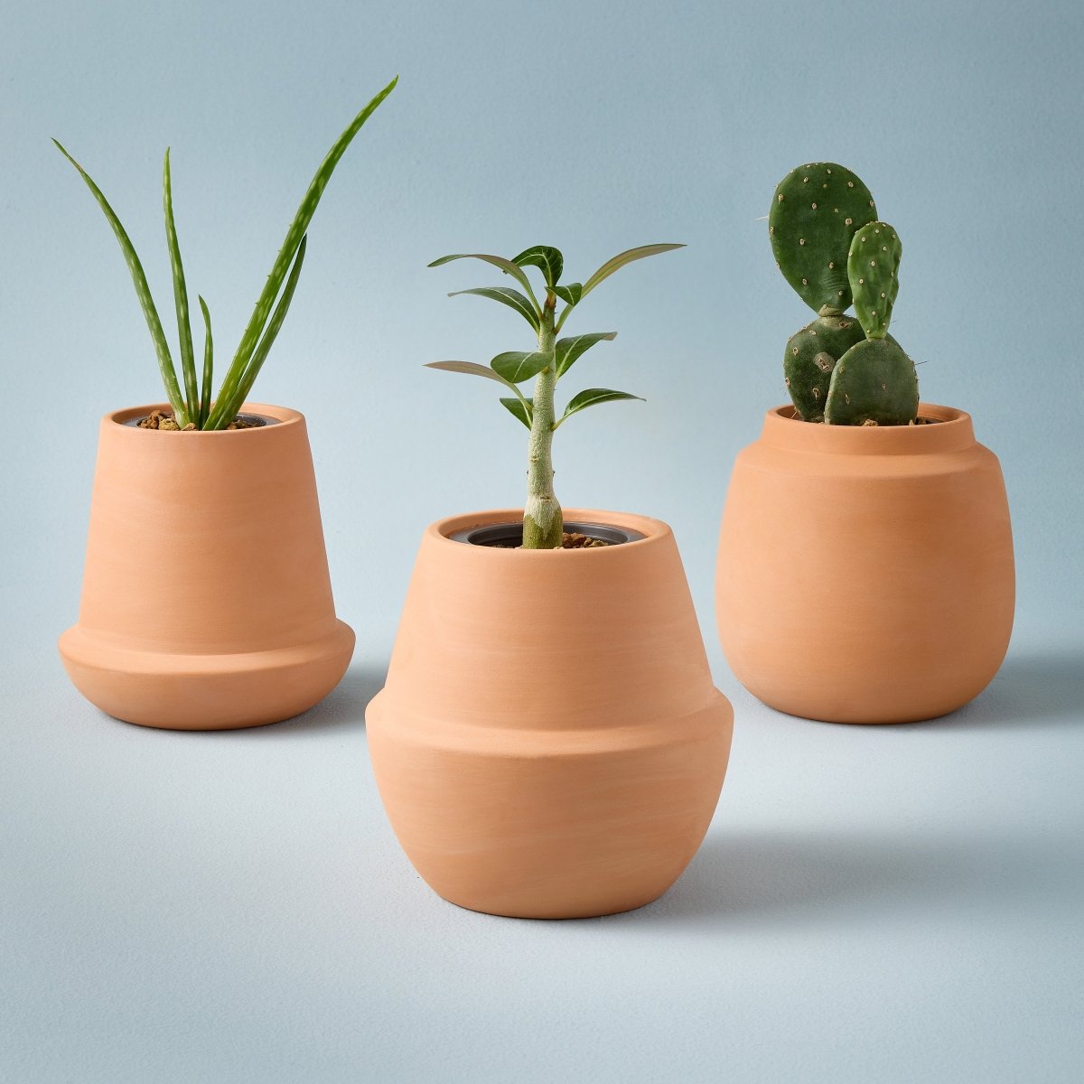 indoor clay plant pots Modern Terracotta Grow Kits Aloe 1pk
