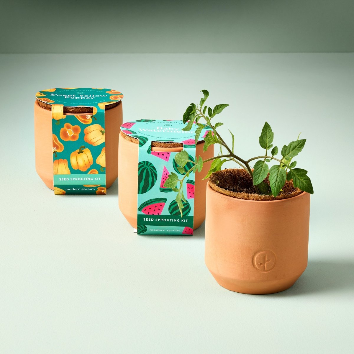 Modern Sprout Organic Terracotta Garden Grow Kit - Indoor Vegetable Starter