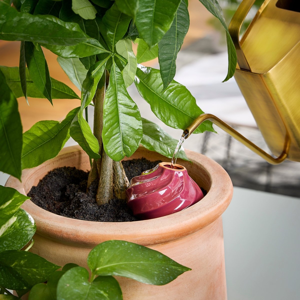 modern sprout self watering planter Terracotta Watering Bulb (Plum)