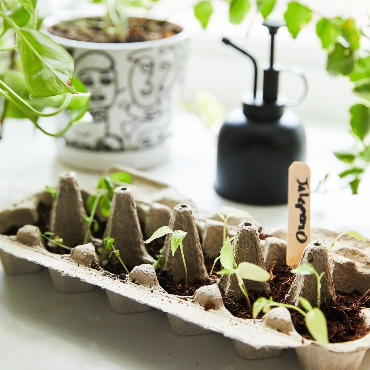 Modern Sprout Travel Trios Grow Kits - Themed Seed Garden Starter Sets