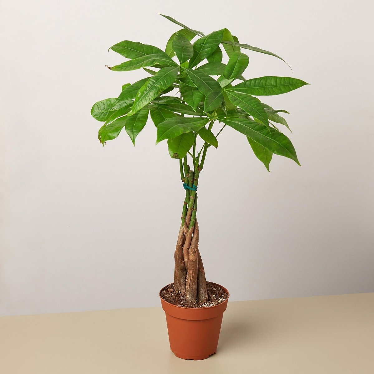 lily & onyx Money Tree 'Guiana Chestnut' Pachira Braid Houseplant